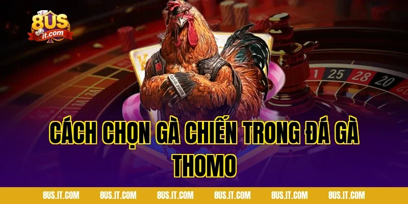 Cách chọn gà chiến trong đá gà Thomo