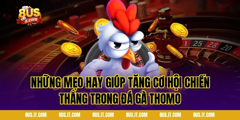 Những mẹo hay giúp tăng cơ hội chiến thắng trong đá gà Thomo